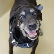 black lab smiling at the camera