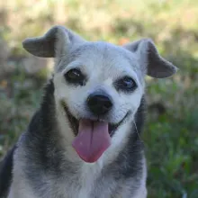 Nena Small black and grey dog sitting on a blue blanket.