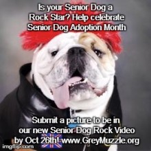 Is your senior dog a rock start.  Help celebrate Senior Dog Adoption Month.  Submit a picture to be in our new Senior Dog Rock Video by Oct. 26th.
