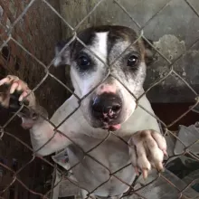 Stacey in her kennel