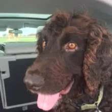 Remy Brown dog with curly hair sitting in a car.