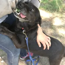 Black lab mix turned toward person standing up and petting her.