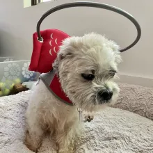 Santos with medical halo small white dog with medical halo