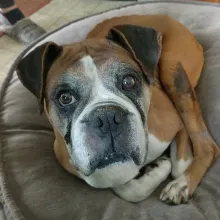 Boxer dog with a grey face