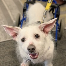 White dog Mario in wheelchair