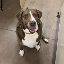 brown and white lab mix