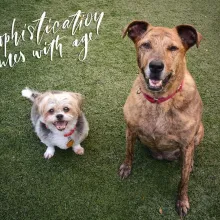 two dogs smiling at the camera