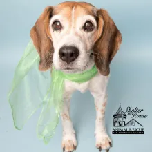 White and brown dog with green scarf standing in blue background