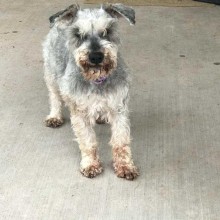 Black and tan schnauzer with grey muzzle standing on concrete.