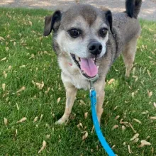 pug mix smiling at the camera