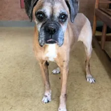 boxer dog standing in a room