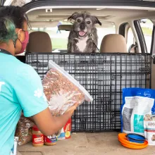 Supplies for Smokey Dog in car