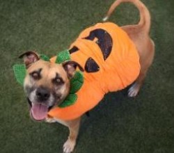 dog dressed as jack-o-lantern