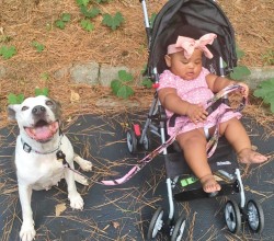 pit bull with baby in stroller