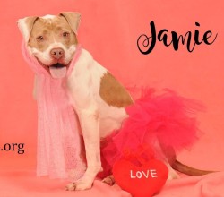 pit bull in pink dress