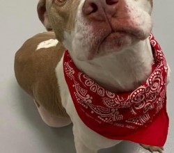 pit bull with red bandana