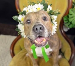 pit bull wearing flower crown