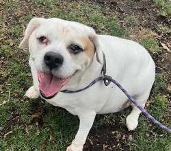 beagle mix smiling at the camera
