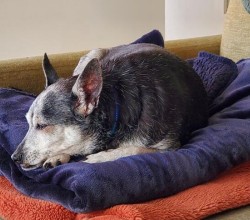 black and grey dog snuggling blue blanket