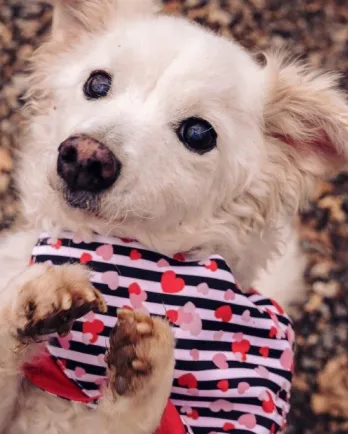 Blonde dog laying on back with paws up and looking at camera. Dog is laying on leaves and only top half of dog is visible.