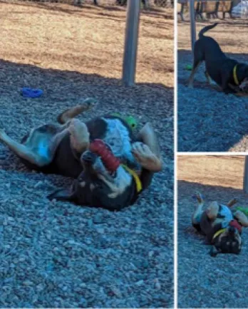 collage of dog playing outside