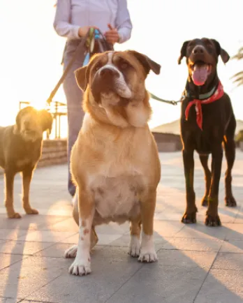 Group of Dogs on a Walk