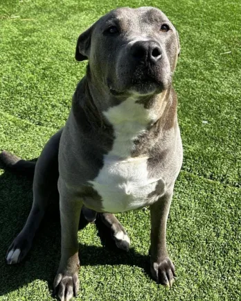 grey and white pitbull