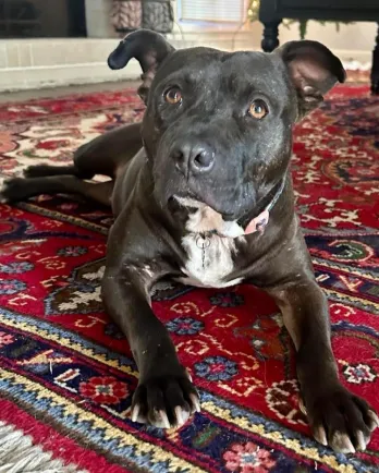 dark grey pit bull laying on rug