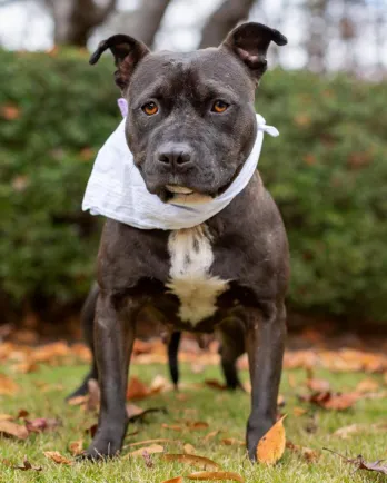 dark grey pit bull with bandana