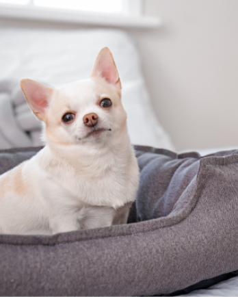 Small White Dog in Bed