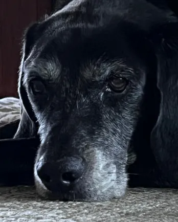 black dog with grey muzzle