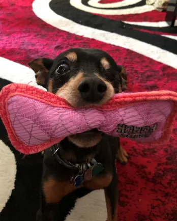 brown dog with red and pink bone