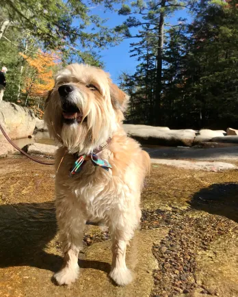 scruffy beige dog