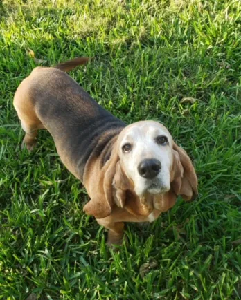 basset hound in grass