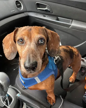 brown dachshund in car