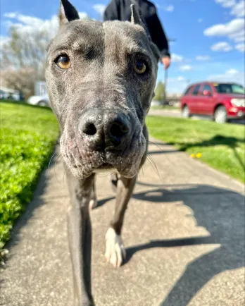 grey dog outside