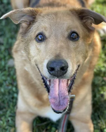 smiling golden hound