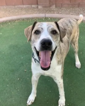 smiling white and tan dog