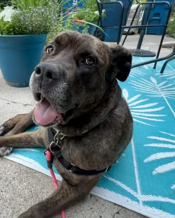 dark colored cane corso