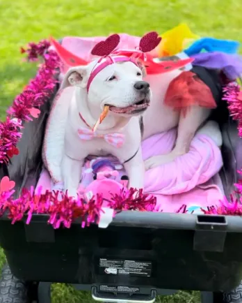 white dog in decorated cart