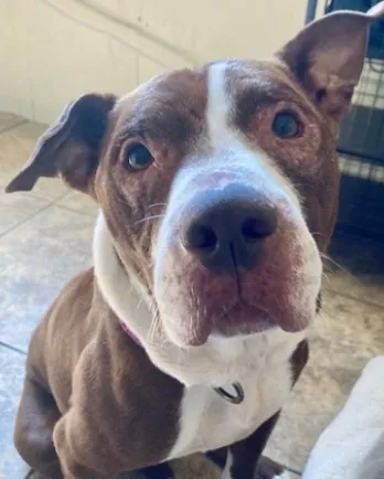 brown and white pittie