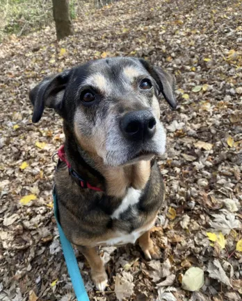 grey-faced dog