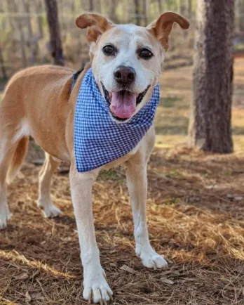 tan and red dog with blue bandana