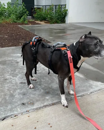 black dog on leash