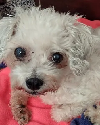 white curly-haired dog on pink blanket