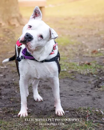 white pittie shaking head