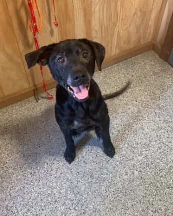 black lab smiling