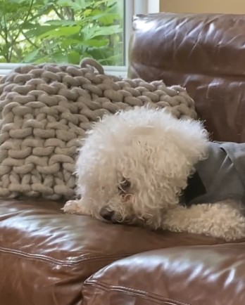 white dog on brown leather couch