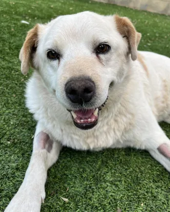 white dog laying in the grass