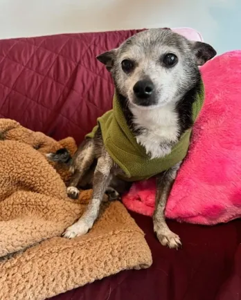 chihuahua in a green sweater